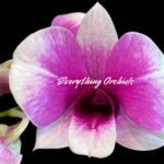 Dendrobium Yaya (3.5” pot)