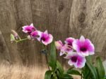 Dendrobium Yaya (3.5” pot) - Image 3