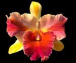Rlc. Amazing Thailand “Magician”(3.5” pot)