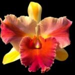 Rlc. Amazing Thailand “Magician”(3.5” pot)
