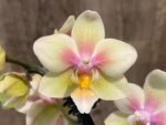 Fragrant Double Spikes Phalaenopsis Long Pride Leah 2335 (3" pot) - Image 4
