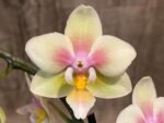 Fragrant Double Spikes Phalaenopsis Long Pride Leah 2335 (3" pot) - Image 3