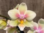 Fragrant Double Spikes Phalaenopsis Long Pride Leah 2335 (3" pot) - Image 2