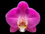 Tall Spikes 40” Phalaenopsis Purple Dust (4" Pot)