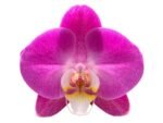 Tall Spikes 40” Phalaenopsis Purple Dust (4" Pot) - Image 2