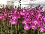 Tall Spikes 40” Phalaenopsis Purple Dust (4" Pot) - Image 4