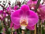 Tall Spikes 40” Phalaenopsis Purple Dust (4" Pot) - Image 3