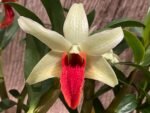 Dendrobium Jiaho Delight Red Lip (Den. Hsinying Frostymaree × tobaense) Blooming Size (2” Pot) - Image 4