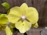 Double Plants Triple Spikes Phalaenopsis (Tying Shin Melody × KS Big Johnson) (4" pot) - Image 4