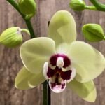 In Spike Phalaenopsis Shulong Novelty (3” pot)