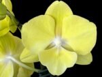 In Spike Phalaenopsis (Tying Shin Melody × KS Big Johnson) (3" pot)