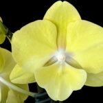 In Spike Phalaenopsis (Tying Shin Melody × KS Big Johnson) (3" pot)