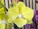 In Spike Phalaenopsis (Tying Shin Melody × KS Big Johnson) (3" pot) - Image 3
