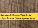 In Bloom Cycnoches Jean E. Monnier 'Dark Spots' × Cyc. Brown's Choice 'Spotted Swan' (2” pot) - Image 9