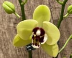 In Spike Phalaenopsis Shulong Novelty (3” pot) - Image 2