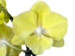 In Spike Phalaenopsis (Tying Shin Melody × KS Big Johnson) (3" pot) - Image 2