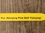 Pot. Hsinying Pink Doll (3.5" pot) - Image 9
