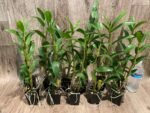 Dendrobium Jiaho Delight Red Lip (Den. Hsinying Frostymaree × tobaense) Blooming Size (2” Pot) - Image 7