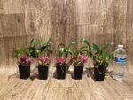 Dendrobium Hibiki (bracteosum x laevifolium) (2” pot) - Image 11