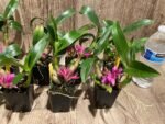 Dendrobium Hibiki (bracteosum x laevifolium) (2” pot) - Image 6