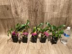Dendrobium Hibiki (bracteosum x laevifolium) (2” pot) - Image 10
