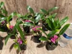 Dendrobium Hibiki (bracteosum x laevifolium) (2” pot) - Image 3