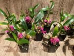 Dendrobium Hibiki (bracteosum x laevifolium) (2” pot) - Image 4