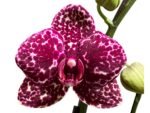 In Spike Phalaenopsis Lioulin Wild Cat (4.5" Pot) - Image 2