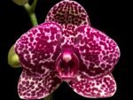In Spike Phalaenopsis Lioulin Wild Cat (4.5" Pot)