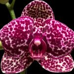 In Spike Phalaenopsis Lioulin Wild Cat (4.5" Pot)