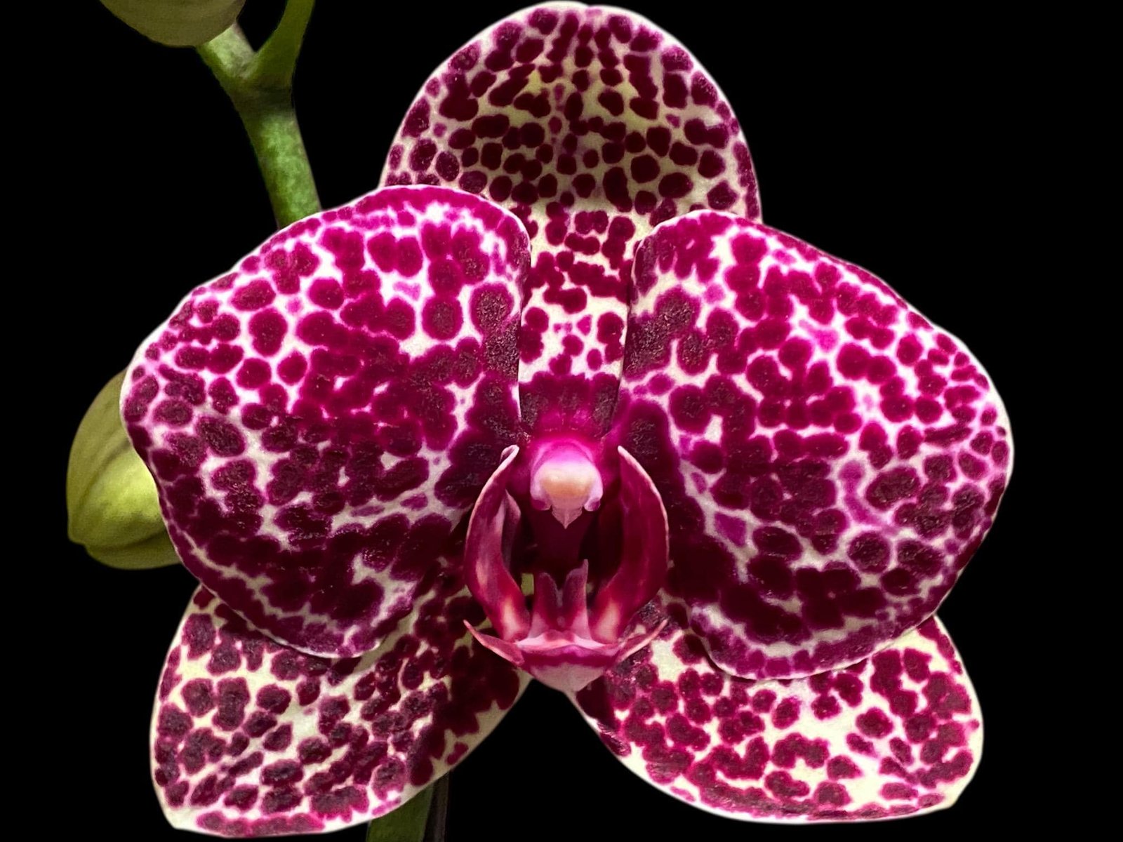 il_fullxfull.8605509512_5931.jpg In Spike Phalaenopsis Lioulin Wild Cat (4.5" Pot) - Image 1