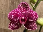In Spike Phalaenopsis Lioulin Wild Cat (4.5" Pot) - Image 5