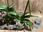 In Spike Phalaenopsis Lioulin Wild Cat (4.5" Pot) - Image 11