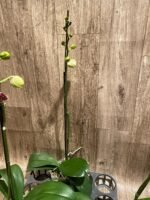 In Spike Phalaenopsis Lioulin Wild Cat (4.5" Pot) - Image 10