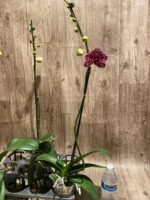 In Spike Phalaenopsis Lioulin Wild Cat (4.5" Pot) - Image 9