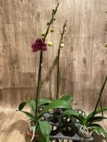 In Spike Phalaenopsis Lioulin Wild Cat (4.5" Pot) - Image 8