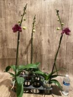 In Spike Phalaenopsis Lioulin Wild Cat (4.5" Pot) - Image 6