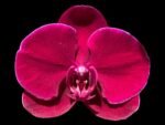 In Spike Phalaenopsis OX Black Face (4.5" Pot)