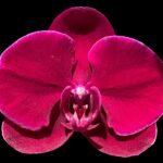 In Spike Phalaenopsis OX Black Face (4.5" Pot)