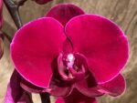 In Spike Phalaenopsis OX Black Face (4.5" Pot) - Image 4