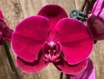 In Spike Phalaenopsis OX Black Face (4.5" Pot) - Image 3