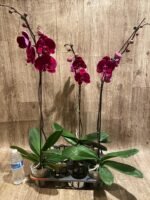 In Spike Phalaenopsis OX Black Face (4.5" Pot) - Image 9