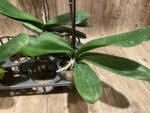 In Spike Phalaenopsis OX Black Face (4.5" Pot) - Image 15