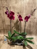 In Spike Phalaenopsis OX Black Face (4.5" Pot) - Image 8