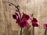 In Spike Phalaenopsis OX Black Face (4.5" Pot) - Image 6