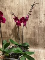 In Spike Phalaenopsis OX Black Face (4.5" Pot) - Image 10
