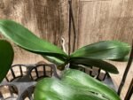 In Spike Phalaenopsis OX Black Face (4.5" Pot) - Image 14