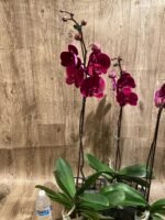 In Spike Phalaenopsis OX Black Face (4.5" Pot) - Image 12
