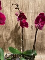 In Spike Phalaenopsis OX Black Face (4.5" Pot) - Image 11