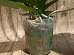 Tall Spikes 40” Phalaenopsis Purple Dust (4" Pot) - Image 13